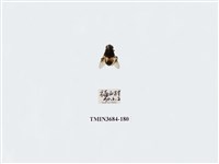 藏品(雙翅目)的圖片